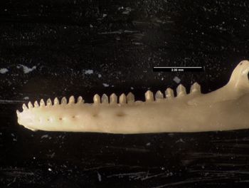 Media type: image;   Herpetology R-10492